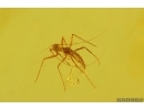 Nice Aphid Aphididae. Fossil insect Baltic amber #15394