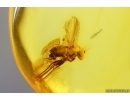Nice Patterns and  Long-legged fly Dolichopodidae. Fossil Inclusions Baltic amber #15395