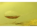 Nice Patterns and  Long-legged fly Dolichopodidae. Fossil Inclusions Baltic amber #15395