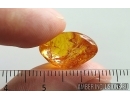 Nice Pattern. Fossil Inclusion Baltic amber #15396