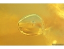 Running air in water bubble. Fossil inclusions Baltic amber #15397