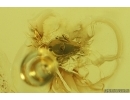 Nice Mite Acari. Fossil insect Ukrainian Rovno amber #15398R