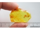 Nice Mite Acari. Fossil insect Ukrainian Rovno amber #15398R