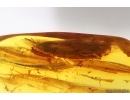 Nice Caddisfly Trichoptera. Fossil insect Baltic amber #15399