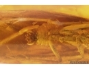 Nice Caddisfly Trichoptera. Fossil insect Baltic amber #15399