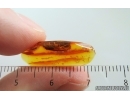 Nice Caddisfly Trichoptera. Fossil insect Baltic amber #15399
