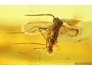 Rare 2 Whiterflies Aleyrodoidea and More. Fossil Inclusions Ukrainian Rovno amber stone#15400R