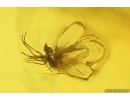 Rare 2 Whiterflies Aleyrodoidea and More. Fossil Inclusions Ukrainian Rovno amber stone#15400R