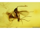 Rare 2 Whiterflies Aleyrodoidea and More. Fossil Inclusions Ukrainian Rovno amber stone#15400R