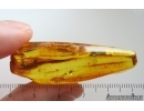Rare 2 Whiterflies Aleyrodoidea and More. Fossil Inclusions Ukrainian Rovno amber stone#15400R