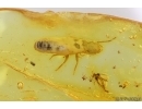 Termite Isoptera and True midge Chironomidae. Fossil inclusions in Baltic amber #15401