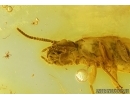 Termite Isoptera and True midge Chironomidae. Fossil inclusions in Baltic amber #15401