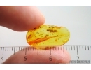 Termite Isoptera and True midge Chironomidae. Fossil inclusions in Baltic amber #15401