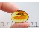 Termite Isoptera 10mm. Fossil inclusion in Baltic amber #15402