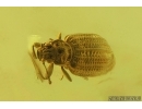 Mammalian hair and Brown Scavenger Beetle Latridiidae. Fossil inclusions Ukrainian Rovno amber #15403R
