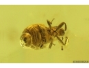 Mammalian hair and Brown Scavenger Beetle Latridiidae. Fossil inclusions Ukrainian Rovno amber #15403R