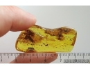 Mammalian hair and Brown Scavenger Beetle Latridiidae. Fossil inclusions Ukrainian Rovno amber #15403R