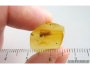 Cricket Orthoptera. Fossil inclusion in Baltic amber #15404