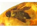Extremely Rare Honey Bee Apoidea Megachilidae with parasitic planidium! Fossil insects in Baltic amber #15405