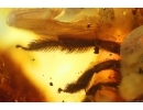 Extremely Rare Honey Bee Apoidea Megachilidae with parasitic planidium! Fossil insects in Baltic amber #15405