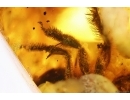 Extremely Rare Honey Bee Apoidea Megachilidae with parasitic planidium! Fossil insects in Baltic amber #15405