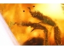 Extremely Rare Honey Bee Apoidea Megachilidae with parasitic planidium! Fossil insects in Baltic amber #15405