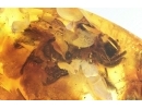 Extremely Rare Honey Bee Apoidea Megachilidae with parasitic planidium! Fossil insects in Baltic amber #15405