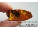 Extremely Rare Honey Bee Apoidea Megachilidae with parasitic planidium! Fossil insects in Baltic amber #15405