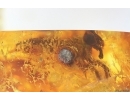 Extremely Rare Honey Bee Apoidea Megachilidae with parasitic planidium! Fossil insects in Baltic amber #15405