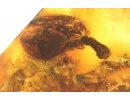Extremely Rare Honey Bee Apoidea Megachilidae with parasitic planidium! Fossil insects in Baltic amber #15405