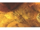 Extremely Rare Honey Bee Apoidea Megachilidae with parasitic planidium! Fossil insects in Baltic amber #15405