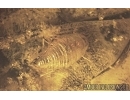 Extremely Rare Honey Bee Apoidea Megachilidae with parasitic planidium! Fossil insects in Baltic amber #15405
