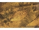 Extremely Rare Honey Bee Apoidea Megachilidae with parasitic planidium! Fossil insects in Baltic amber #15405