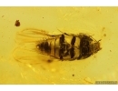 Rove beetle Staphylinidae. Fossil insect in Ukrainian Rovno amber #15409R