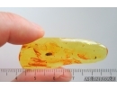 Rove beetle Staphylinidae. Fossil insect in Ukrainian Rovno amber #15409R