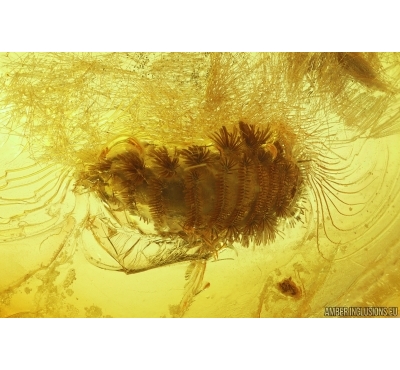 Millipede Polyxenidae. Fossil insect Ukrainian Rovno amber #15410R
