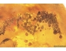 Unknown inclusion in Big 26g Ukrainian Rovno amber stone #15411R