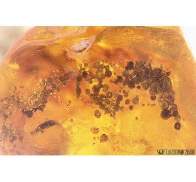 Unknown inclusion in Big 26g Ukrainian Rovno amber stone #15411R