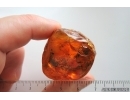 Unknown inclusion in Big 26g Ukrainian Rovno amber stone #15411R
