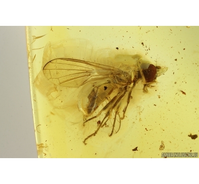 Hover Fly Syrphidae. Fossil insect in Ukrainian Rovno amber #15412R