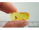 Hover Fly Syrphidae. Fossil insect in Ukrainian Rovno amber #15412R