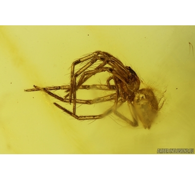 Spider Araneae. Fossil inclusion Ukrainian Rovno amber stone #15414R