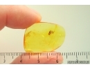 Spider Araneae. Fossil inclusion Ukrainian Rovno amber stone #15414R