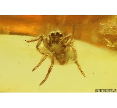 Jumping Spider Salticidae. Fossil inclusion Ukrainian Rovno amber #15415R