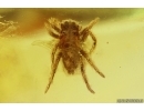 Jumping Spider Salticidae. Fossil inclusion Ukrainian Rovno amber #15415R