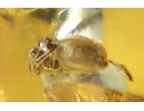 Jumping Spider Salticidae. Fossil inclusion Ukrainian Rovno amber #15416R