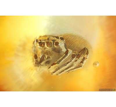 Jumping Spider Salticidae. Fossil inclusion Ukrainian Rovno amber #15416R