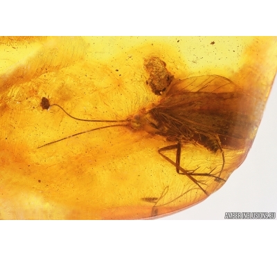 Nice Caddisfly Trichoptera with Mites Acari! Fossil inclusions Baltic amber #15417