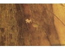 Nice Caddisfly Trichoptera with Mites Acari! Fossil inclusions Baltic amber #15417
