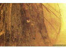 Nice Caddisfly Trichoptera with Mites Acari! Fossil inclusions Baltic amber #15417